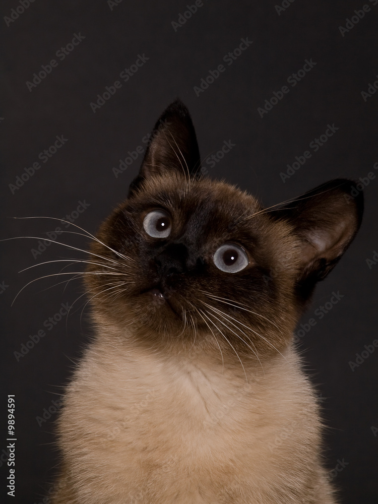 studio portrait of a siamese cat