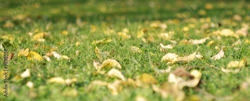 Prato in autunno