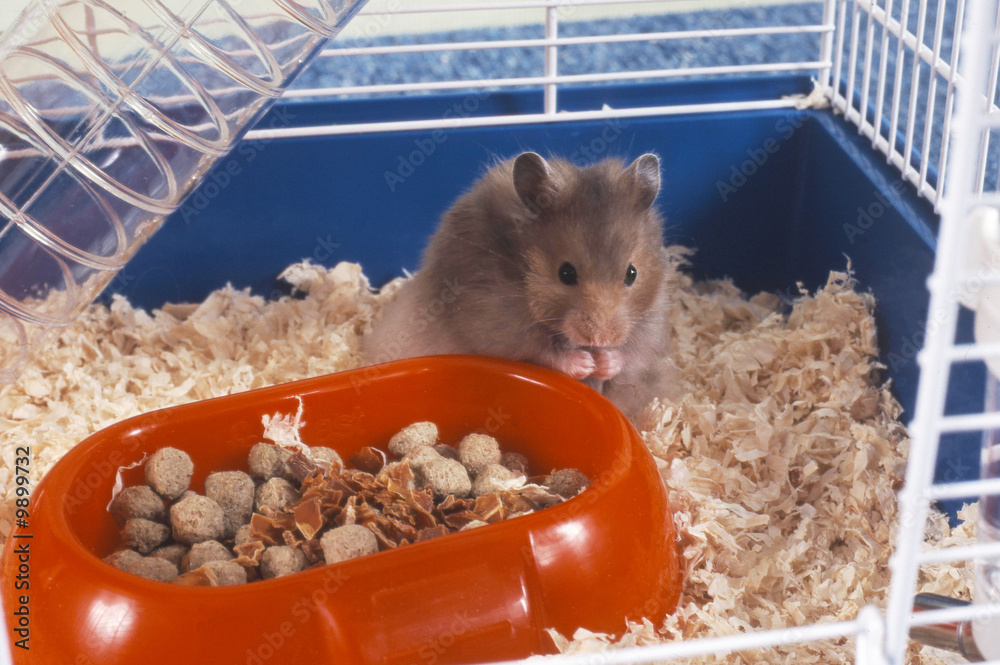 hamster en train de manger dans sa cage Stock Photo | Adobe Stock