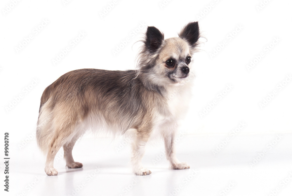 chihuahua détourable debout chihuahua détourable debout