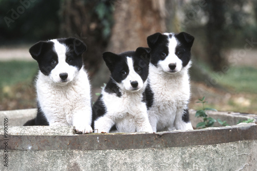 trois chiots ours de carélie ensemble