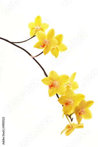 branch of yellow orchids isolated on white