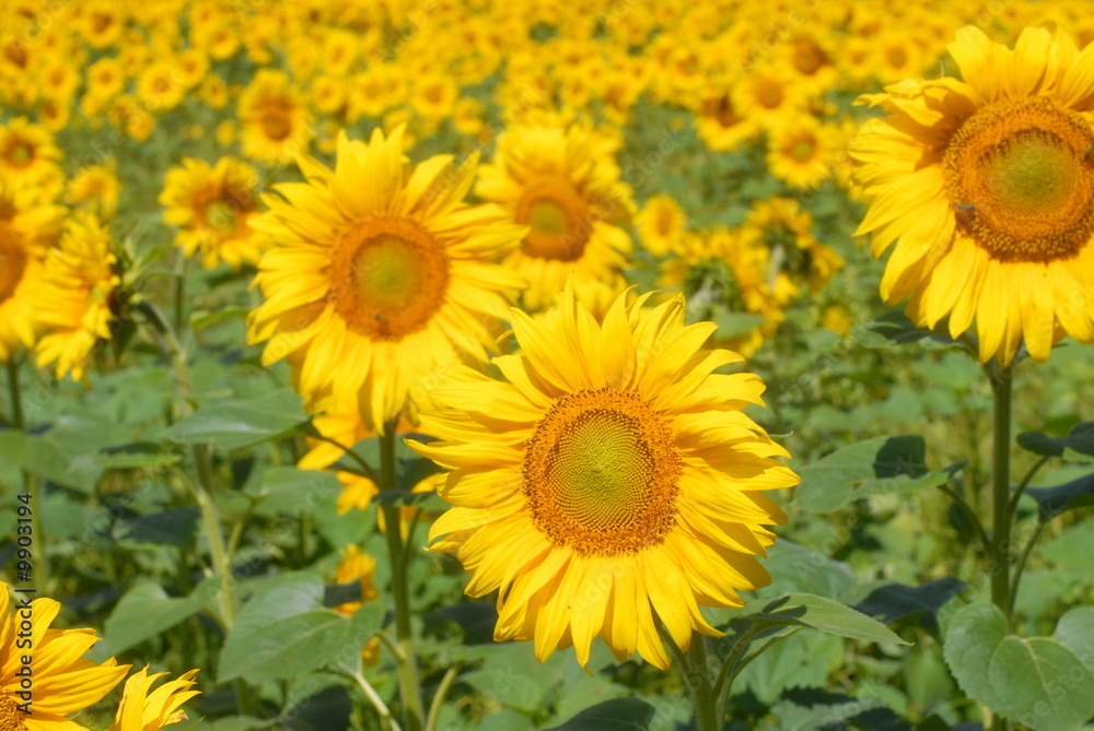 a field of bright yellow sunflowers blooming in the sun a field of bright yellow sunflowers blooming in the sun