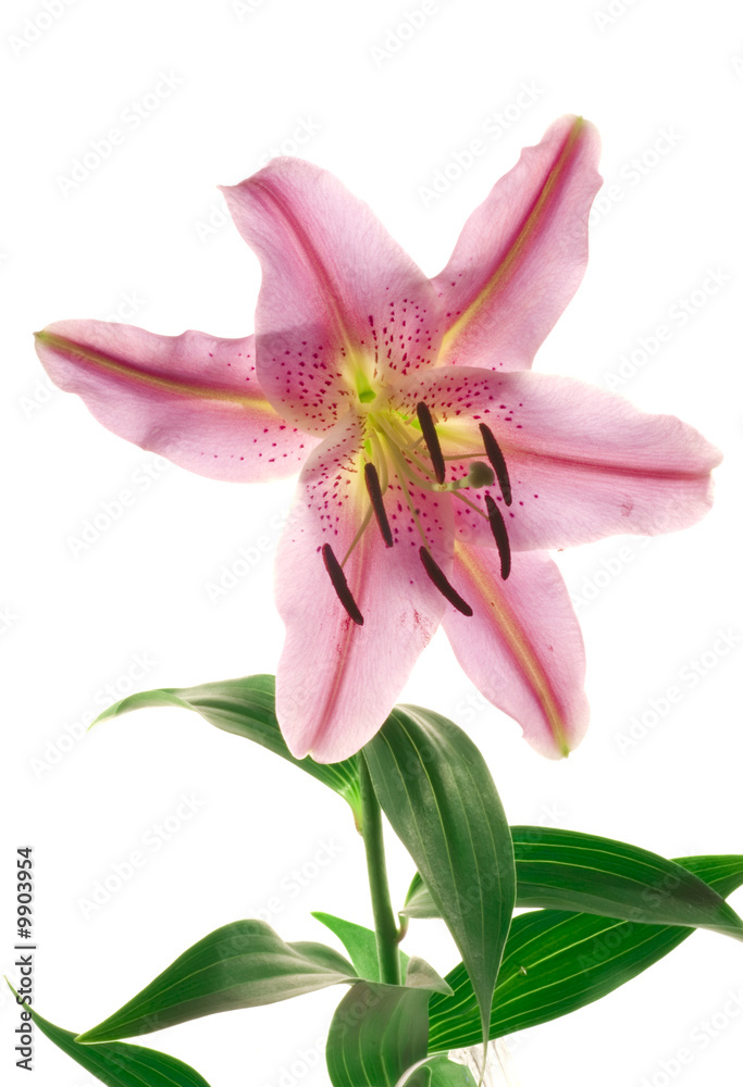 Fototapeta premium Lily