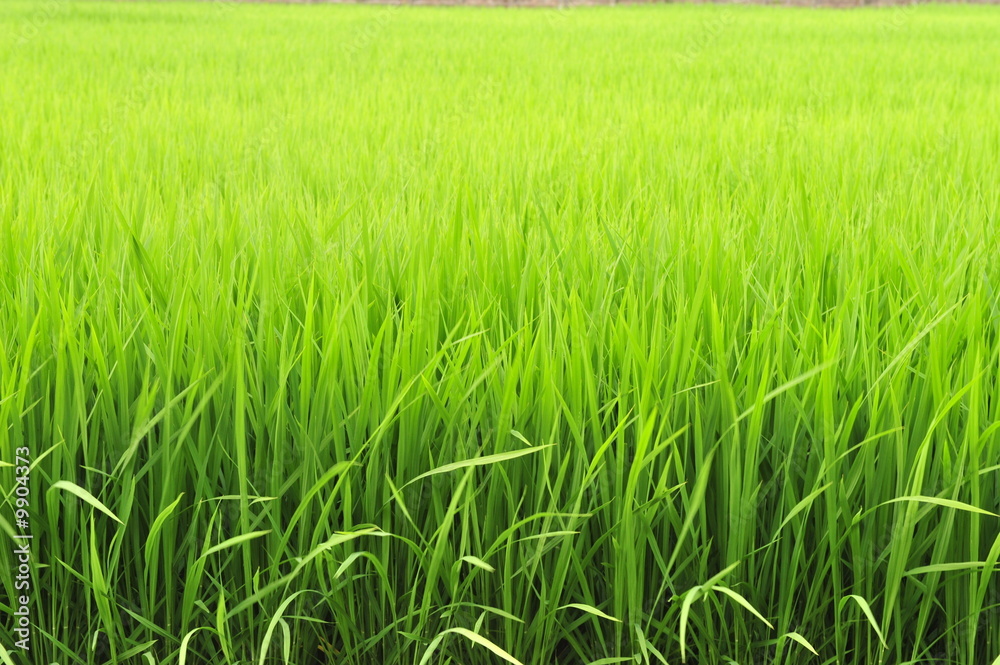Lush Green Paddy of Basmati Rice