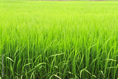 Lush Green Paddy of Basmati Rice