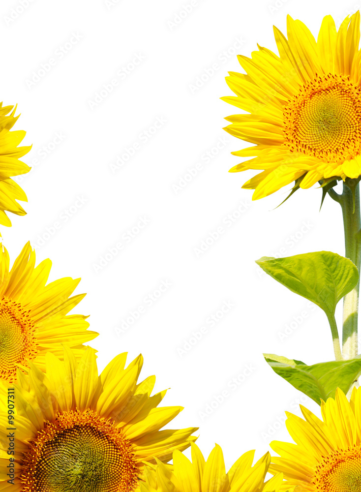Obraz premium sunflower isolated on white