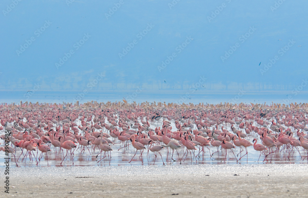 Fototapeta premium flocks of flamingo, lake nakuru, kenya