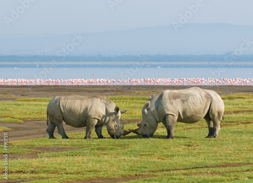 rhinos in lake nakuru national park, kenya