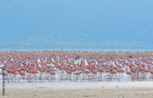 flocks of flamingo, lake nakuru, kenya