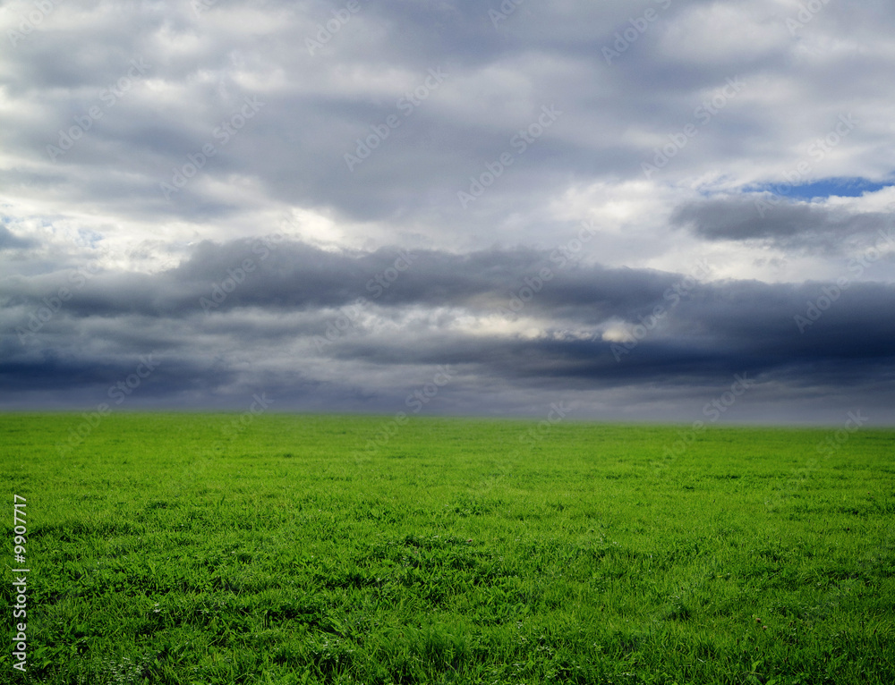 grassland on a rainy day.