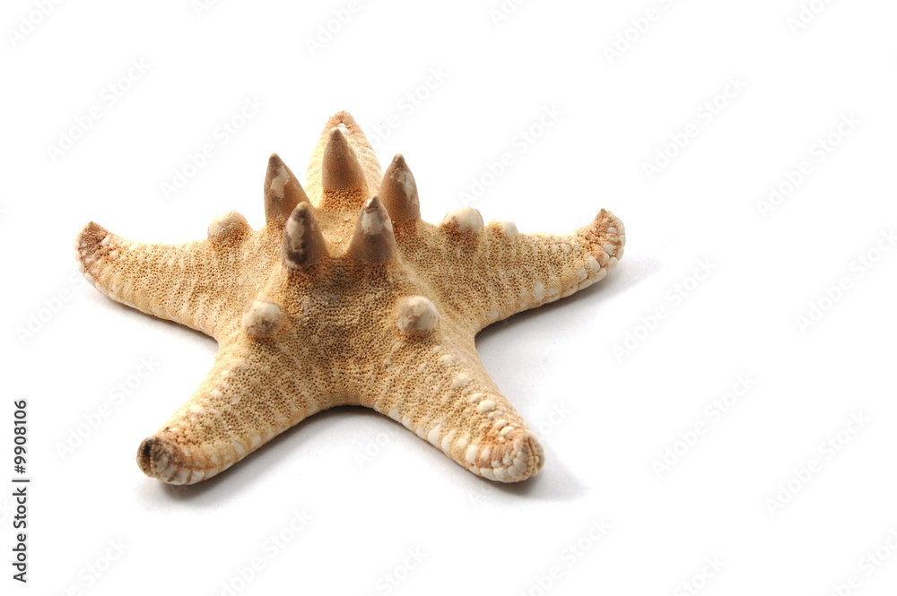 Some shells from the ocean isolated on white background Some shells from the ocean isolated on white background