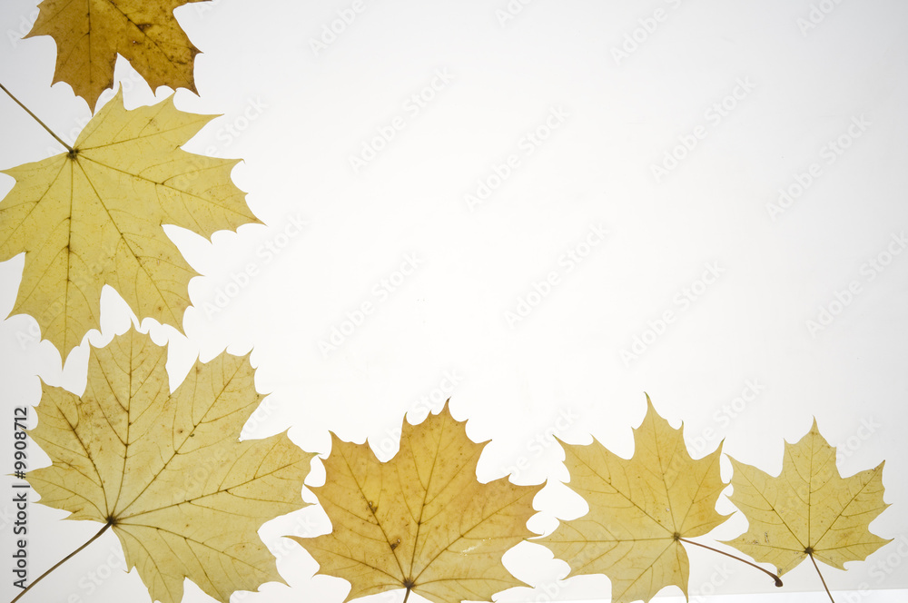 Fototapeta premium Autumn leaves frame