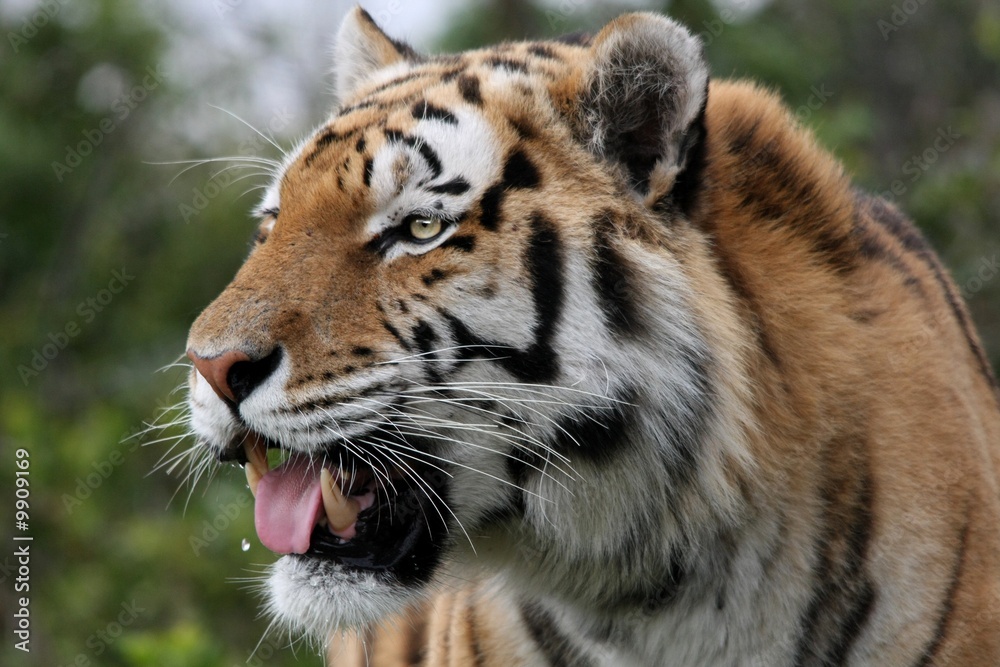 Magnificent tiger with mouth partly open showing teeth
