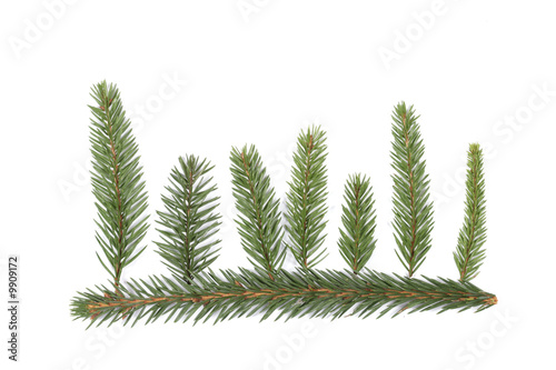 Composition from spruce twigs on the white background