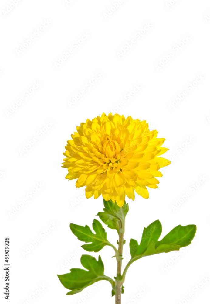 One rich yellow chrysanthemum on a white background One rich yellow chrysanthemum on a white background