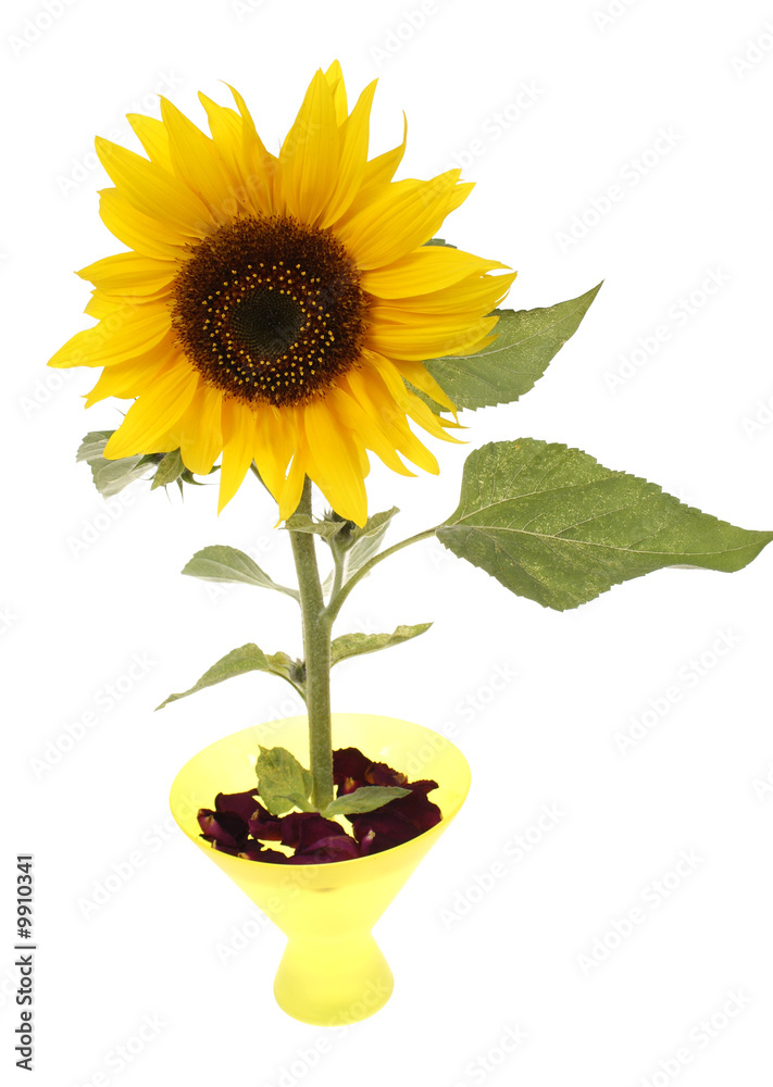 Obraz premium big sunflower isolated on white background