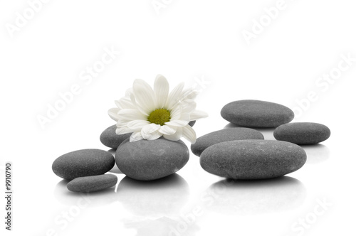 rocks and flower on white