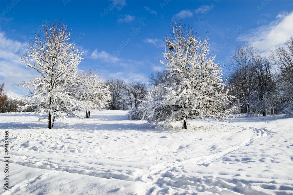 winter forest winter forest