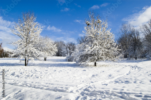 winter forest © Olena Vasylkova