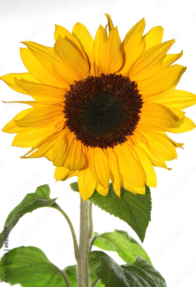Obraz premium Sonnenblume sunflower