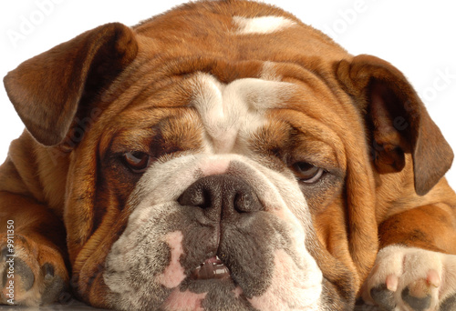 red brindle english bulldog isolated on white background © Willee Cole