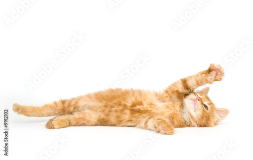 A yellow kitten on its back and playing on a white background