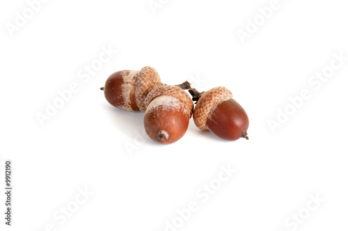 Three acorns isolated on a white background.