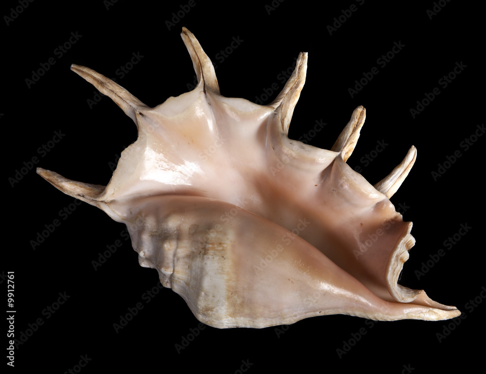 Sea unusual cockleshell on a black background Sea unusual cockleshell on a black background