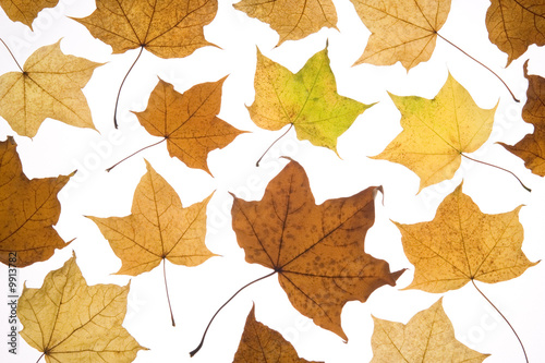 Selection Of Autumn Leaves