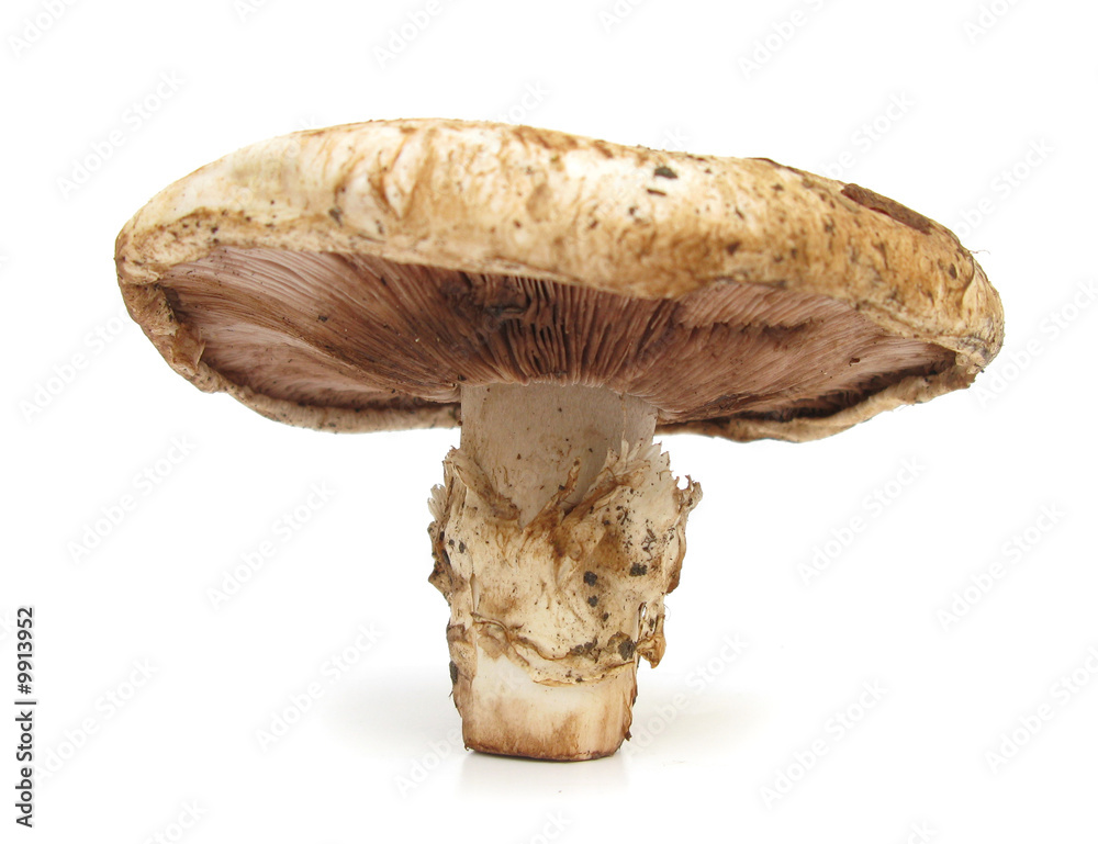 Agaricus bitorquis Pavement mushroom edible on white Agaricus bitorquis Pavement mushroom edible on white