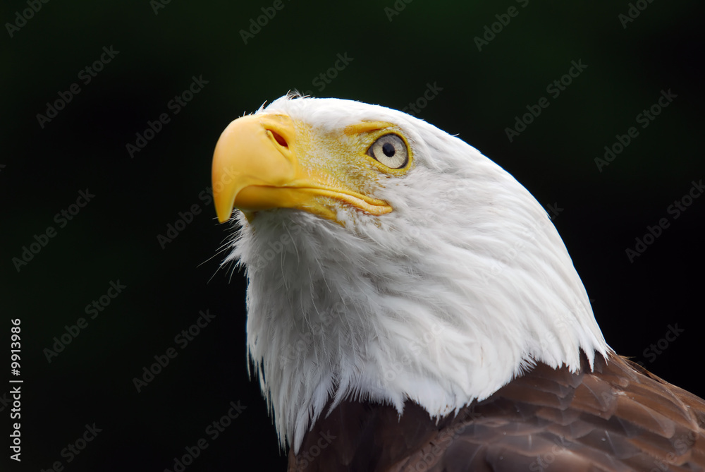 American Bald Eagle American Bald Eagle