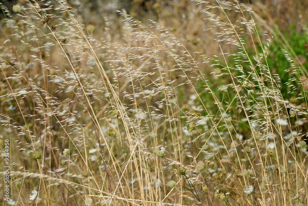 Fototapeta premium dry plant