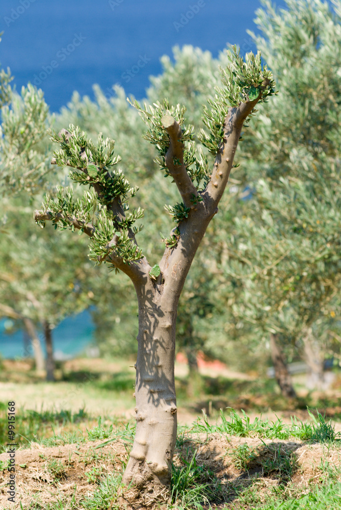 Fototapeta premium olive tree
