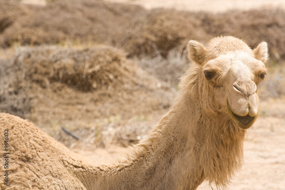 Young camel in the desert