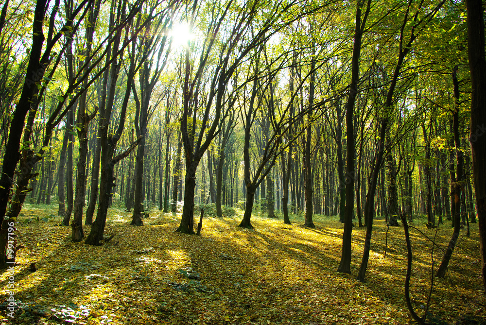 Naklejka premium forest