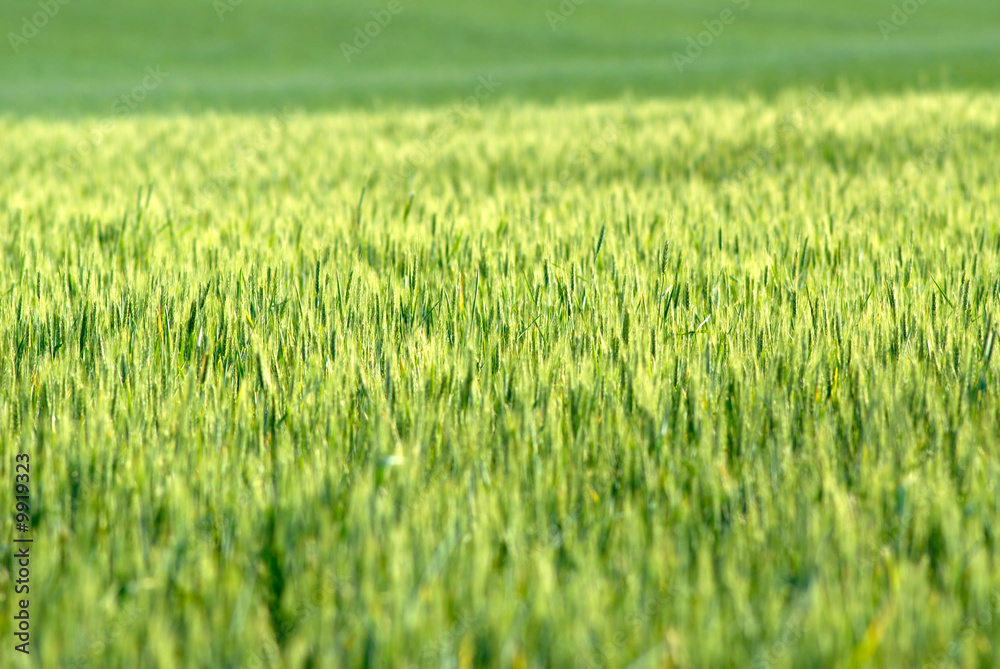 field wheat on sunset, spring in steppe, evening field wheat on sunset, spring in steppe, evening