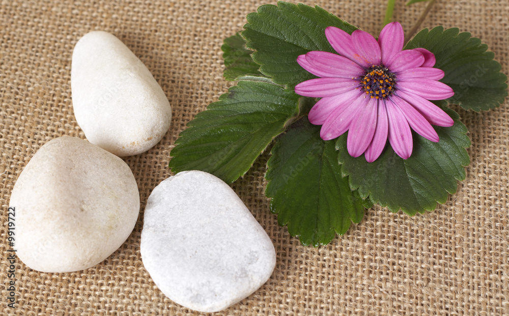 Beautiful pink flower with green leaves and pebbles Beautiful pink flower with green leaves and pebbles