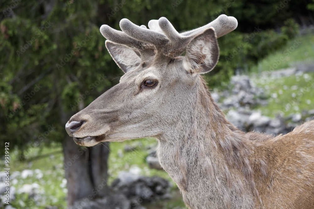 Close up of wild red deer in the forest