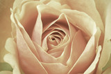 Sanftes Foto einer romantischen Rose