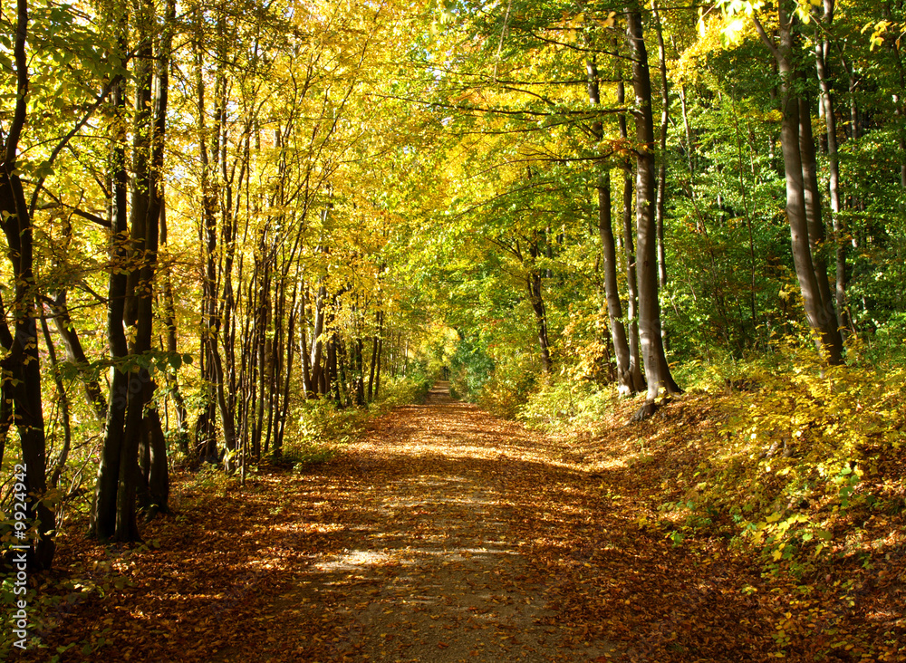 Waldweg