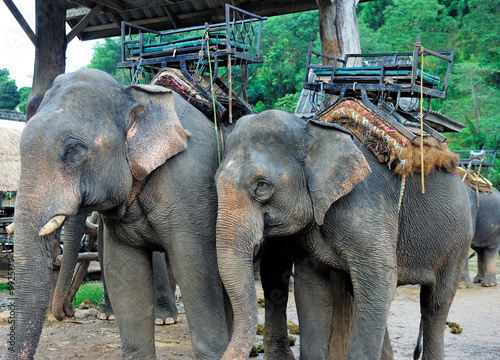 Promenade à dos d'éléphant - Thailande