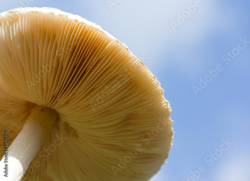 Close up of a mushroom in the forest