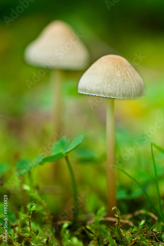 Close up of mushrooms in the forest