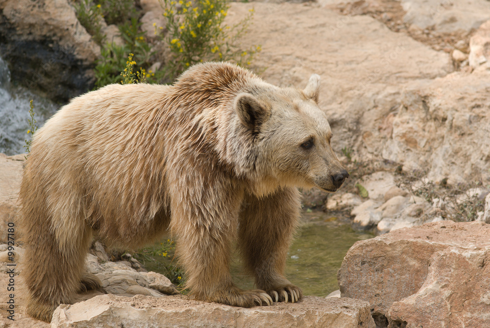 Obraz premium Brown Syrian Bear