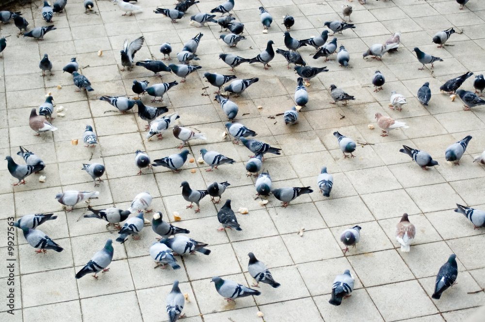 Uncountable number of doves pecking bread