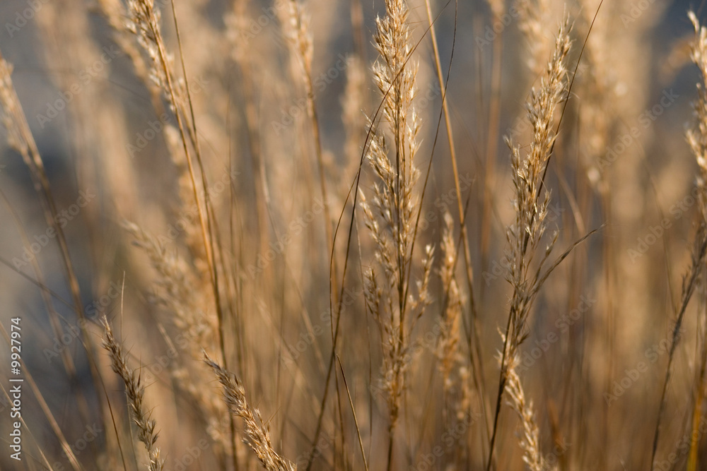 Fototapeta premium Nahaufnahme Herbstgräser