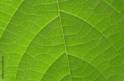 Nervures de feuille 2
