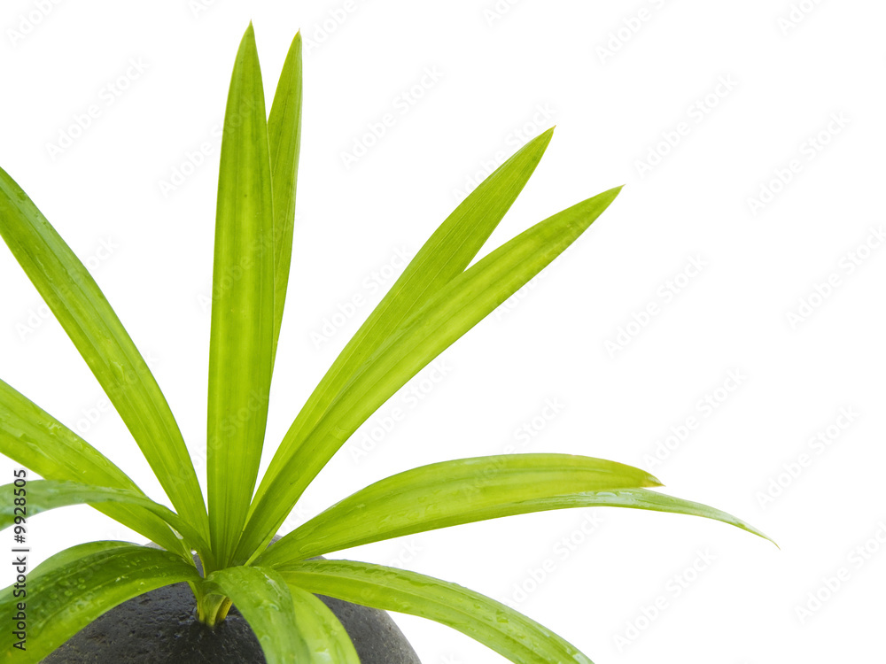 Obraz premium minéral et végétal