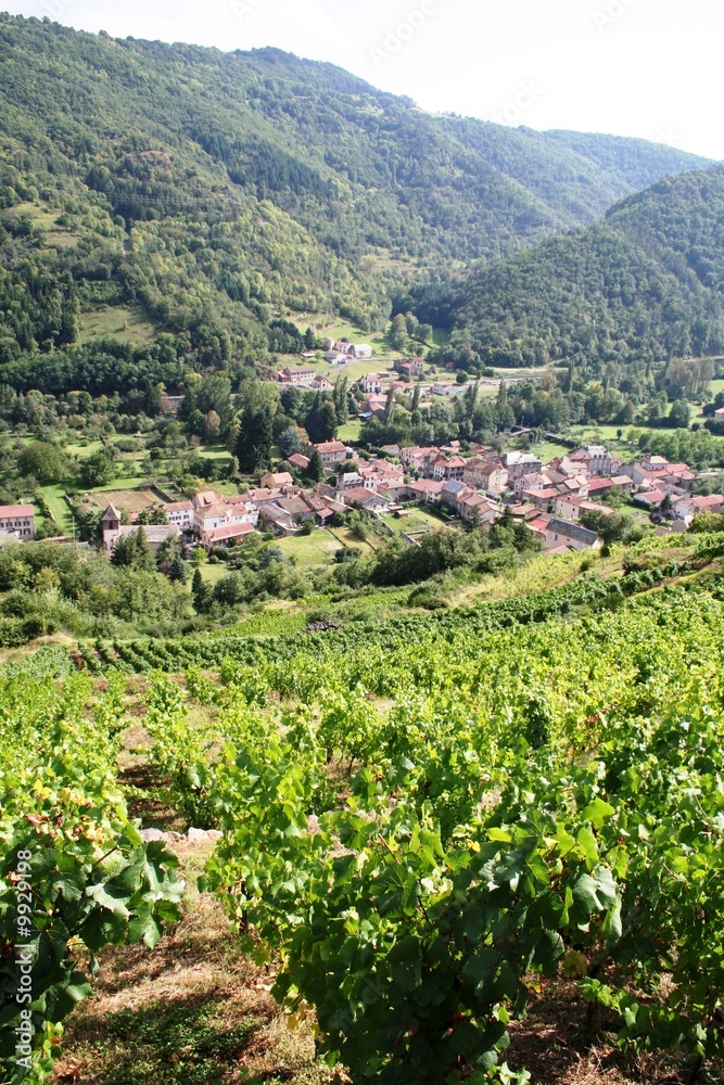 Vignes en terrasses (Palhas) à Molompize, Cantal